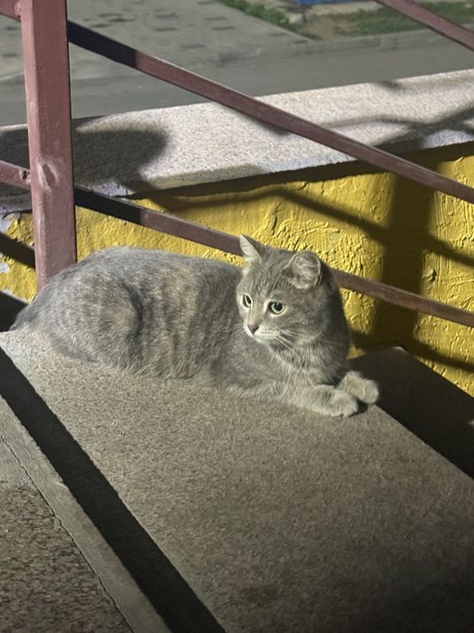 Кот шотландской породы
