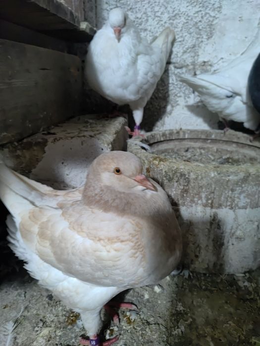 Porumbei americani și kingi