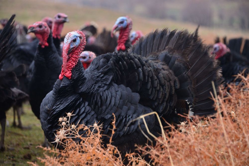 Айфон 16 сатылалы