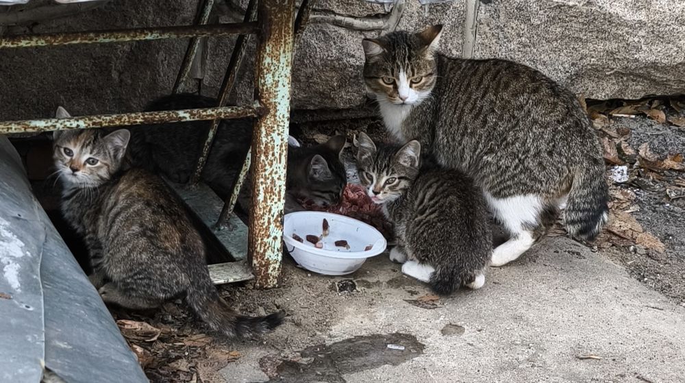 Котята в добрые руки