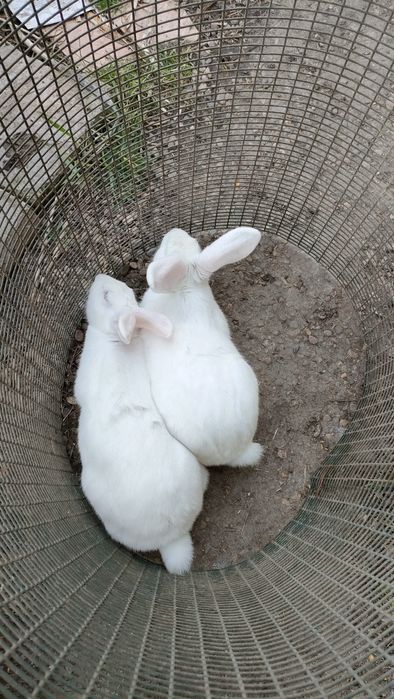 Vând femele mature de iepue  Pannon