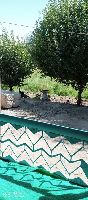 dakanlar oilasi bilan sotiladi