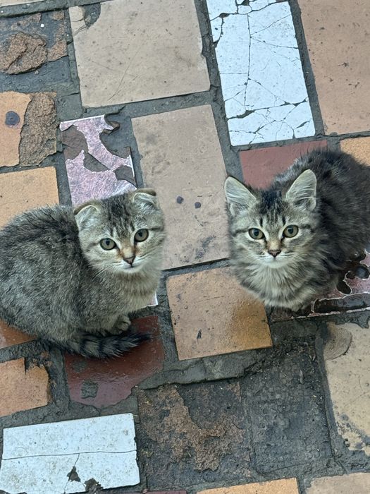 Отдам котят в добрые руки.