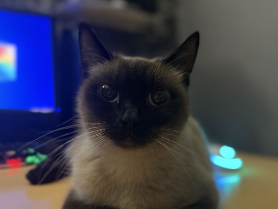 Ищу кота для вязки