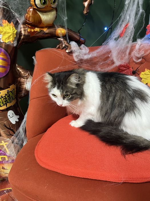 Длинношерстная кошка ищет дом