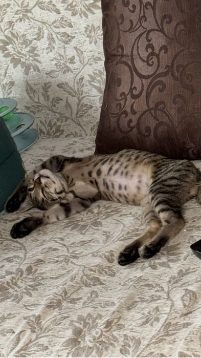 Срочно пристраивается котенок.