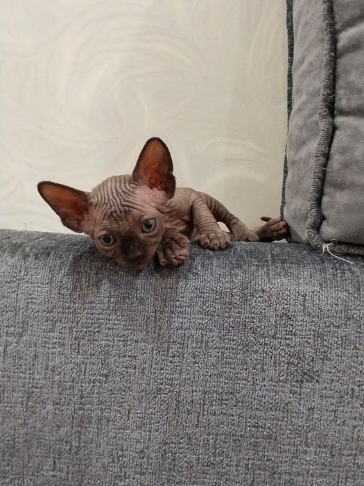 Котята канадского сфинкса