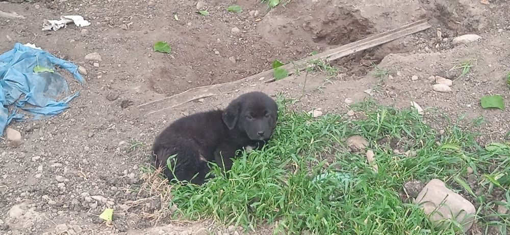 Бесплатно в хорошие руки