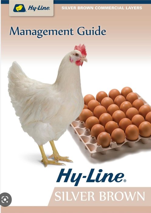 Цыплята 100 % курочки несушки Хай-лайн и Сенди Сертухум Макён жужалари