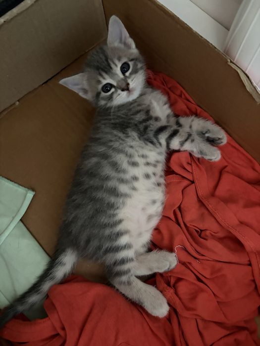 Отдам котят в добрые руки