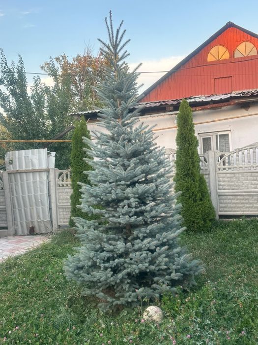 Елки голубая  город Талгар