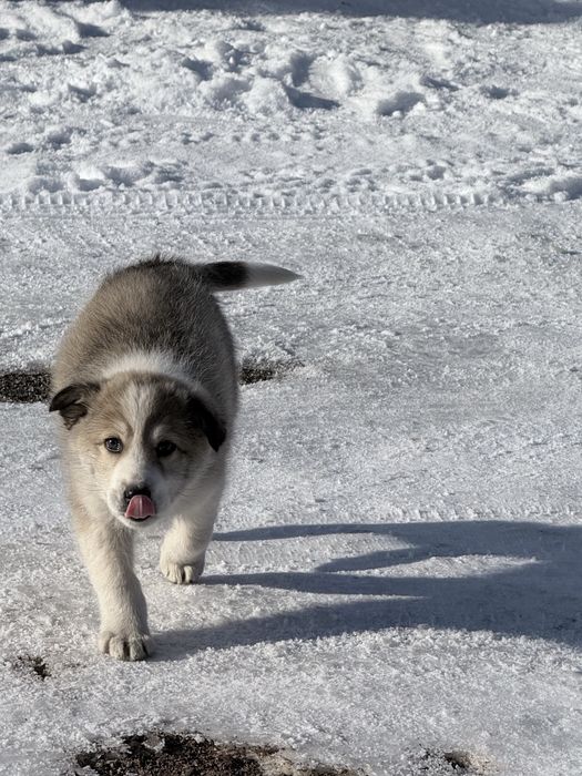 Ищем дом щенка!