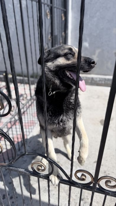 Овчарка  добрый руки