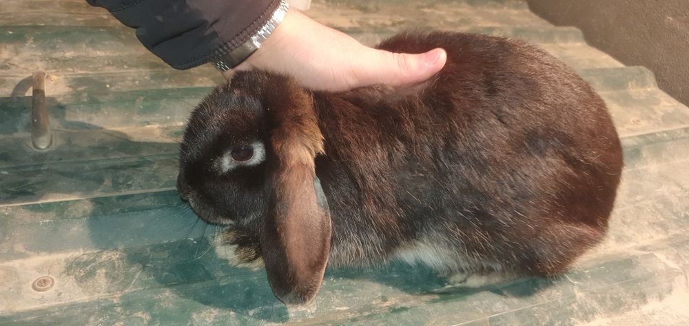 Karlik baran карликовые кролики