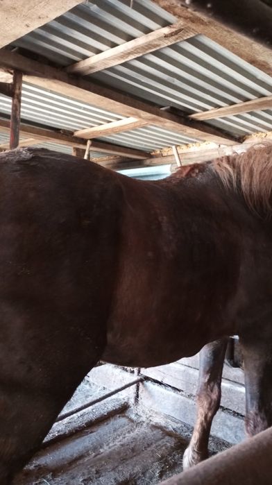 Продам бие с откорма.