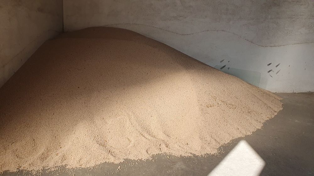 Mazăre  furajeră de vânzare