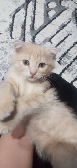 Кошка фолд  асалча