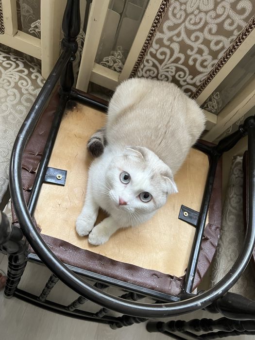 Ласковая кошка ищет себя хозяина