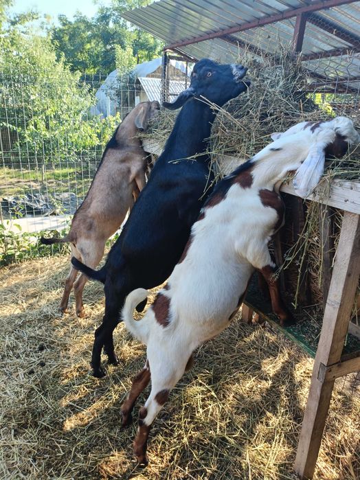 Vând Țapi Anglonubieni in vârsta de 3 luni și jumătate. Preț 1200 lei