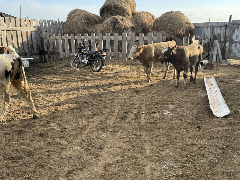 Продам бычков 9 голов