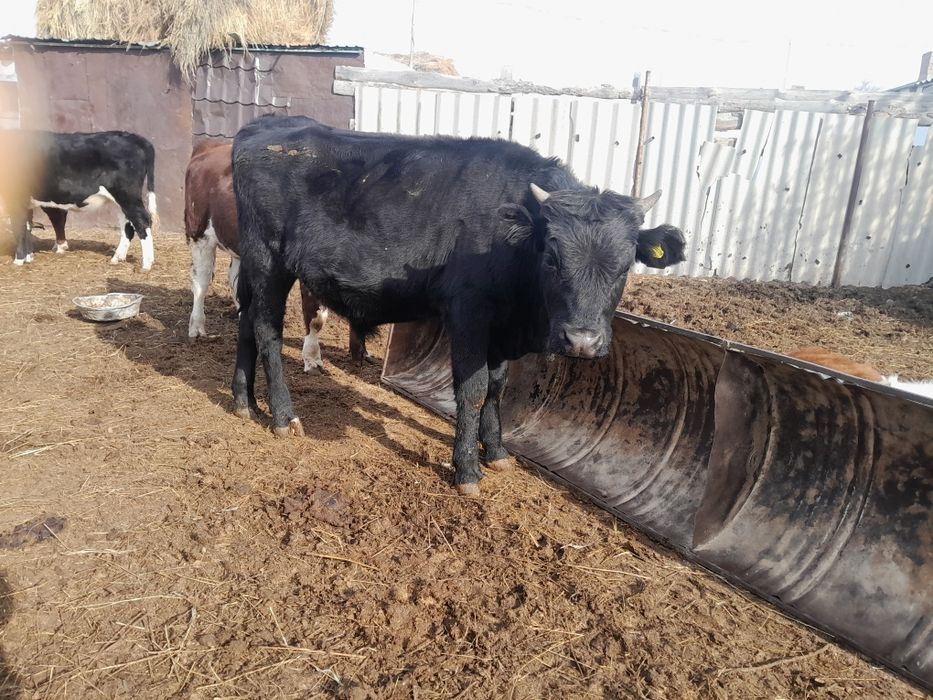 Продам бычков 6 головы