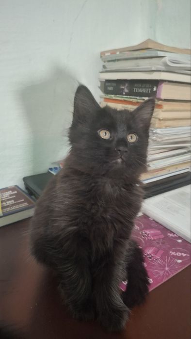 Отдаём 2 котят :девочки приучены к лотку ,ласковые дружелюбные