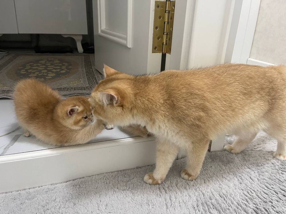 Zalataya shinshila N12