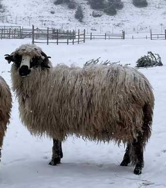 Berbec  prasila  rasa  buna
