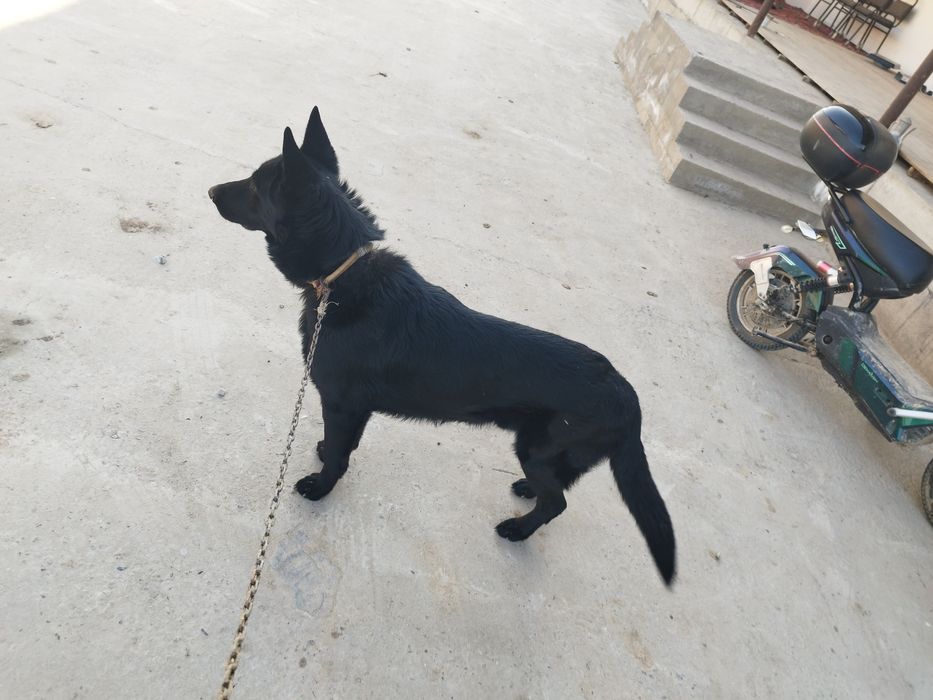 Sharqiy Yevropa Ovcharkasi