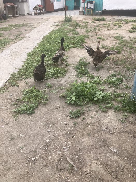 Утки Индаутка кряквы