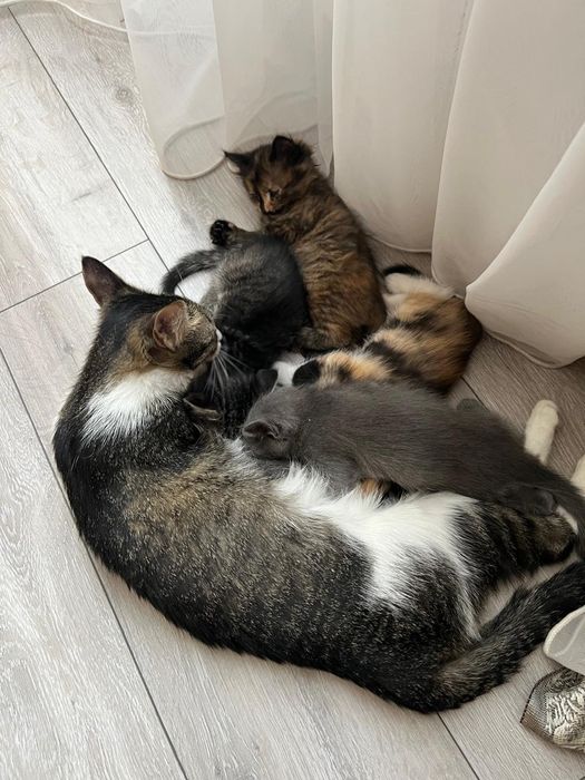 Котята в хорошие руки