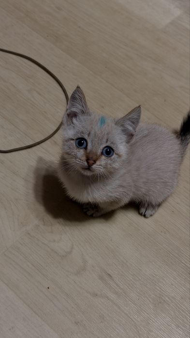 Отдам котят в хорошие руки