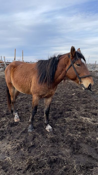 Продам жеребца