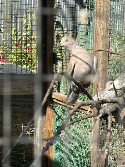 Смеющиеся горлицы