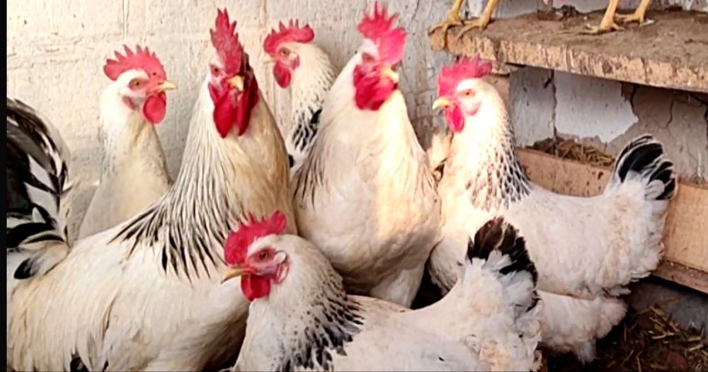 Серебристий Адлер товуклар  тухум жужалари сотилади