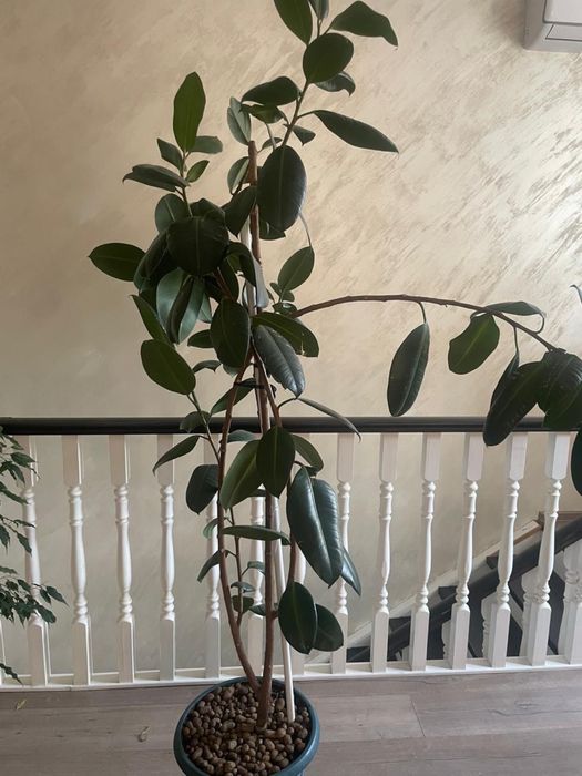 Комнатные цветы срочно!