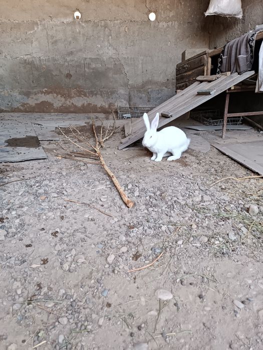 Кролик самец 6 месяцев