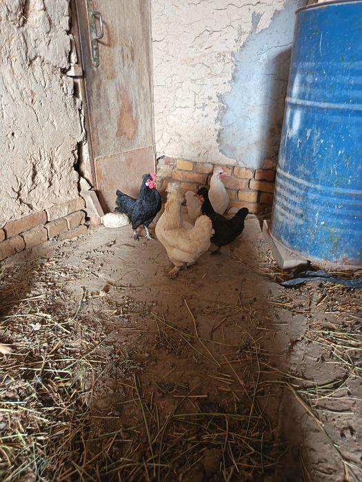 Yapon tovuq xoroz sotladi