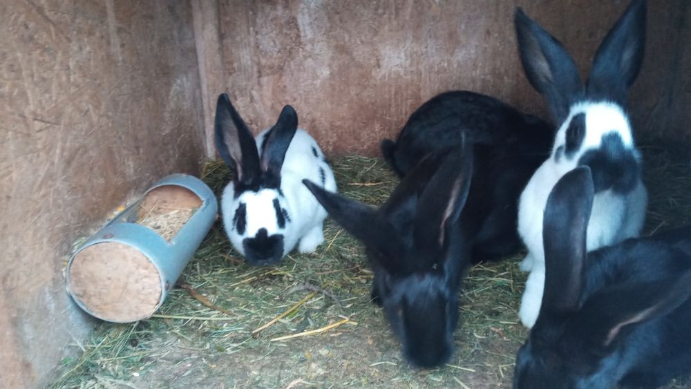 Vind iepuroi Fluture si Uriaș Alb