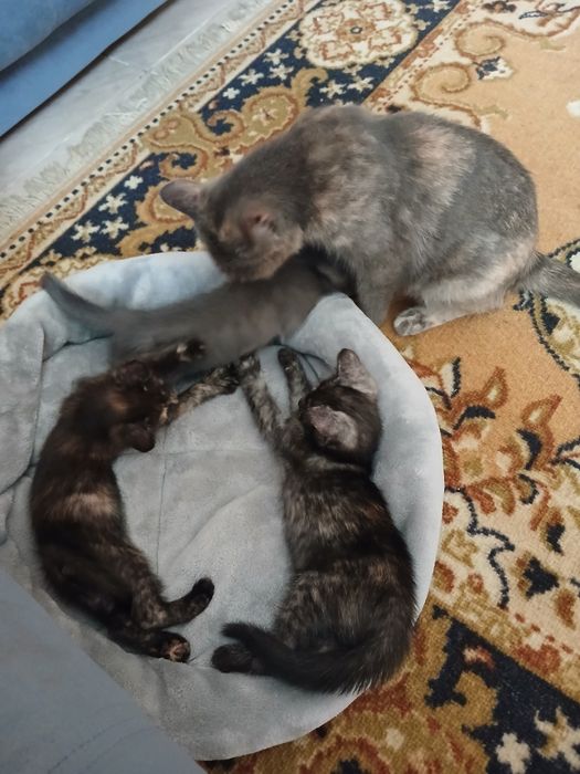 Отдам котят в добрые руки