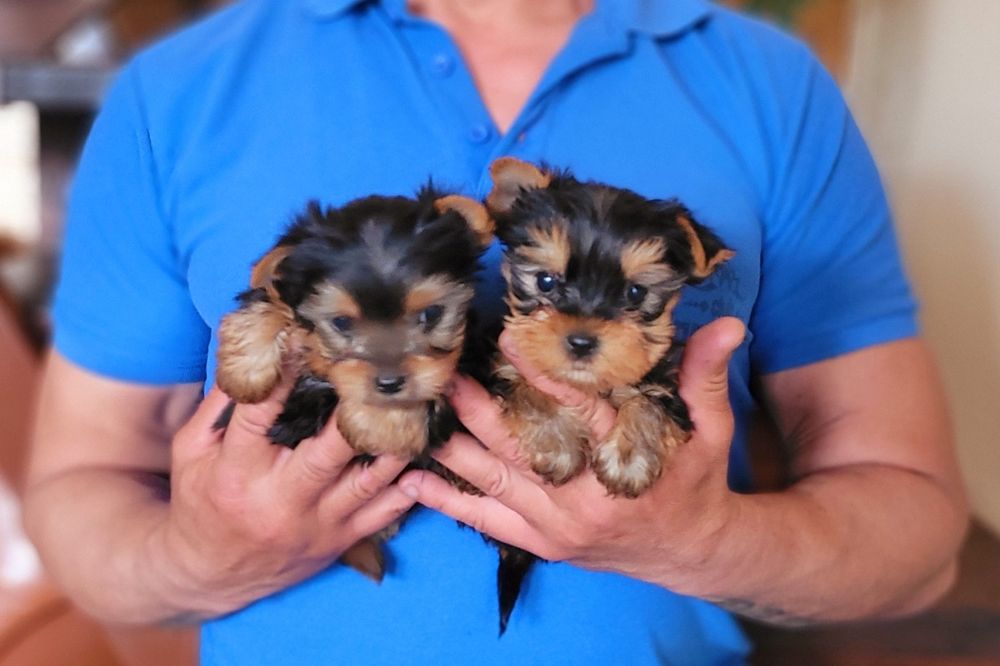 Мини Йоркширски териер