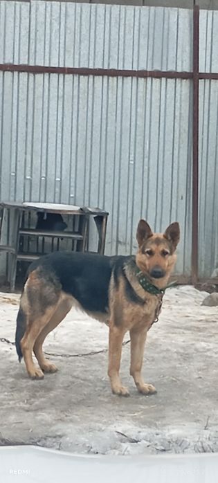 Продам  Восточно-Европейскую овчарку