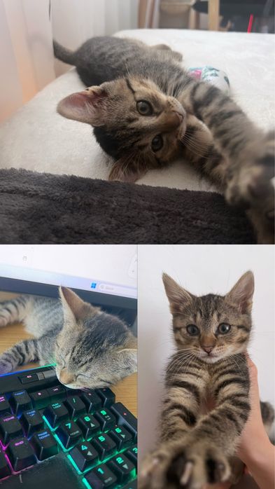 Pisica - 2+ luni - adoptie Timisoara