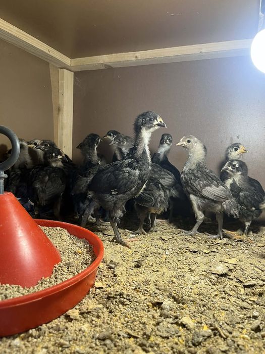 Pui Auatralorp 28/29 zile ,4 culori