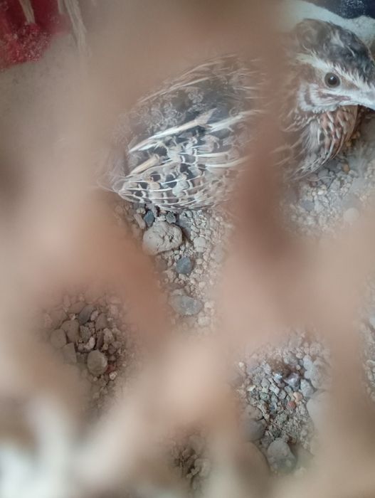 Беданалар сотилади