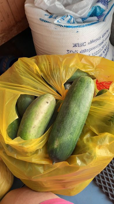 Продам груши, огурцы, кабачки