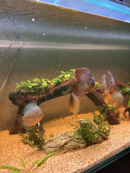 Продается Аквариум и рыбы.