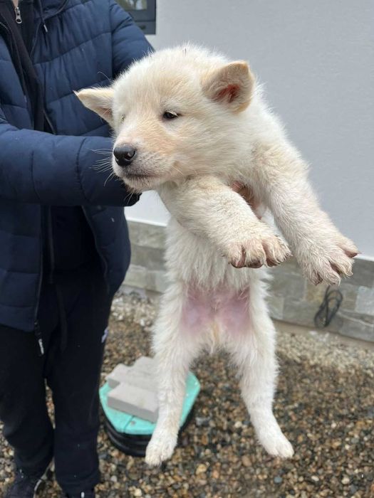 Подарявам кученца