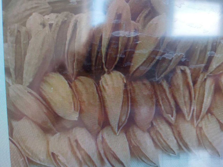 Xashaki bodom ko'chatlari sotiladi