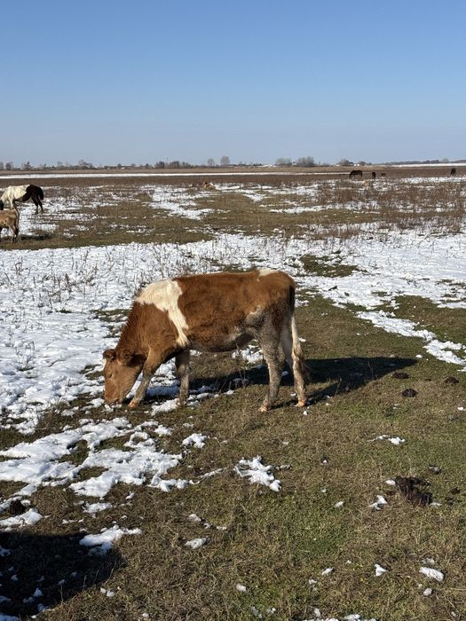 Продам телку